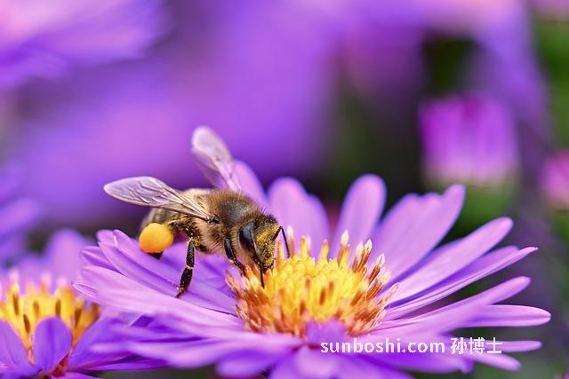 香草精油的功效與作用-伯香草精油功效與作用