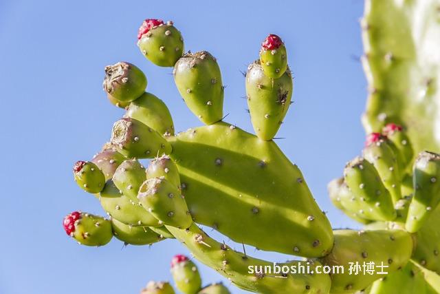 榕樹花的功效與作用