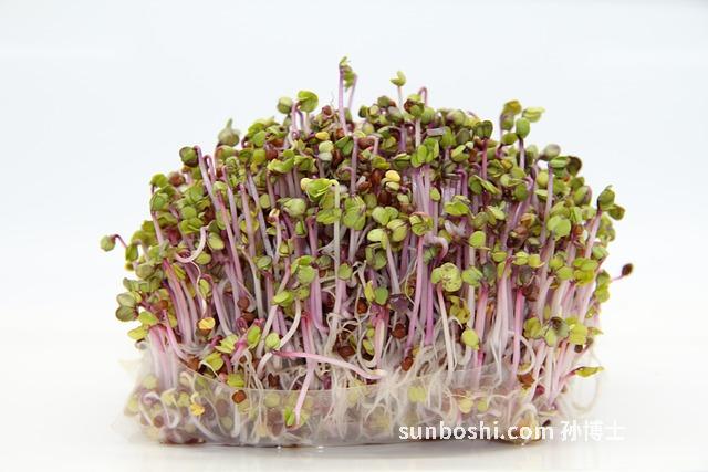 蘿卜種子的功效與作用-鮮蘿卜種子的功效與作用-白蘿卜種子根莖功效與作用