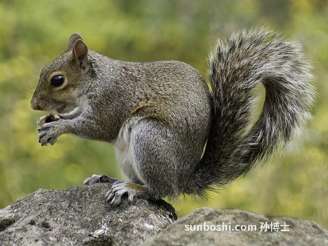覓陽果功效與作用