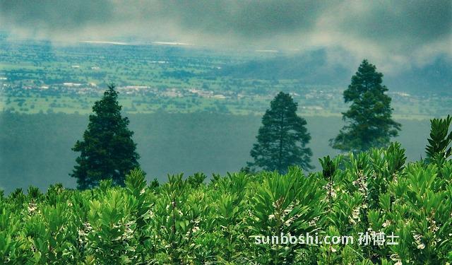 紫云豆的功效與作用