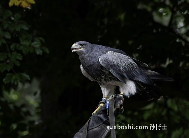 黑山雄珈的功效與作用