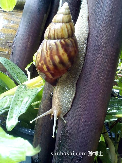 無胡的功效與作用