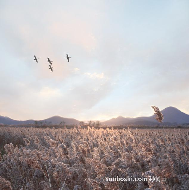 制草鳥功效與作用