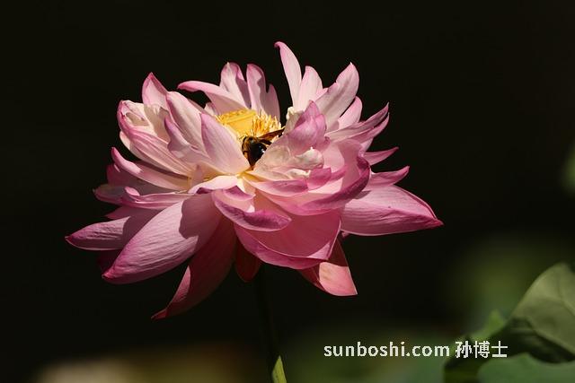 荷花蜜的作用與功效