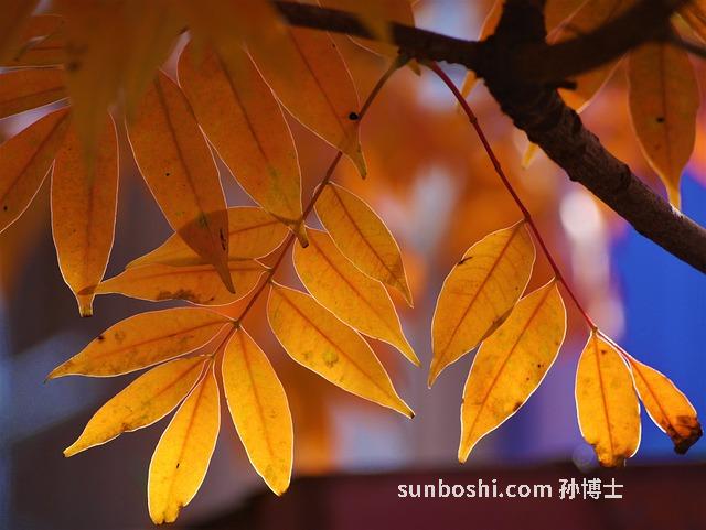 川大黃的功效與作用