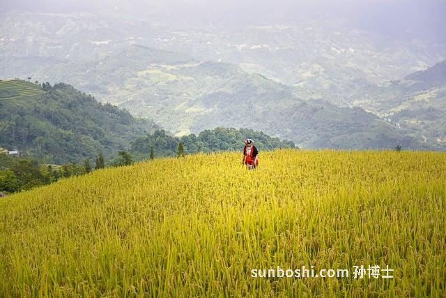 黃皮皮的功效與作用