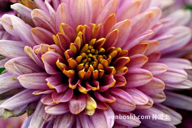 野生菊花的功效與作用