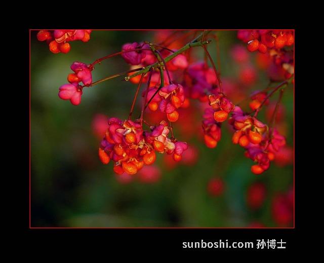 孔雀肉的功效與作用