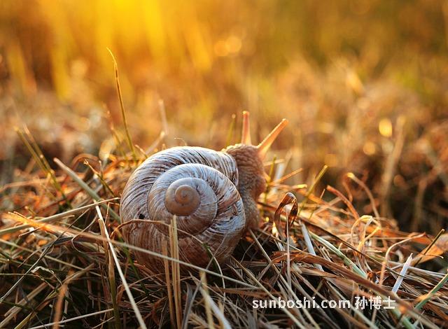 螺旋草的功效與作用