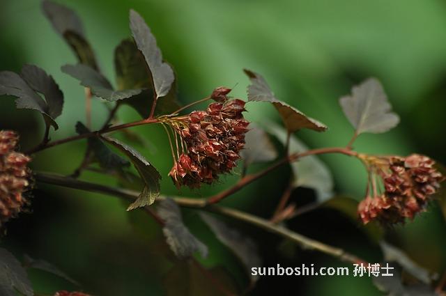 竹如的功效與作用-姜竹如功效與作用-炒竹如的功效與作用