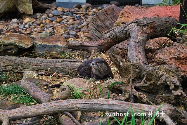 草蘚的功效與作用