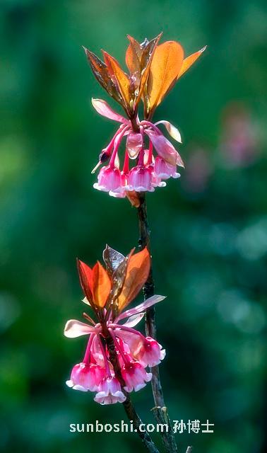 桃花蜂蜜的功效與作用