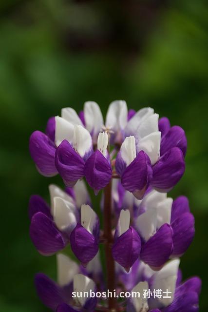 小花豆的功效與作用