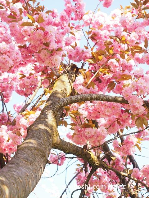 吉梗的功效與作用-中藥吉梗的功效與作用-吉梗的功效與作用是涼