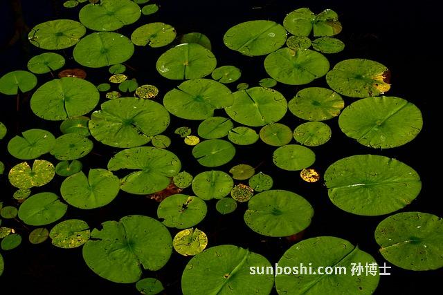 生荷葉的功效與作用