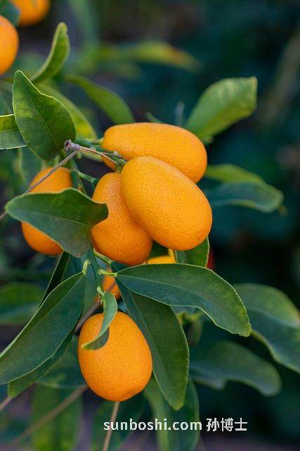 野生金桔的功效與作用