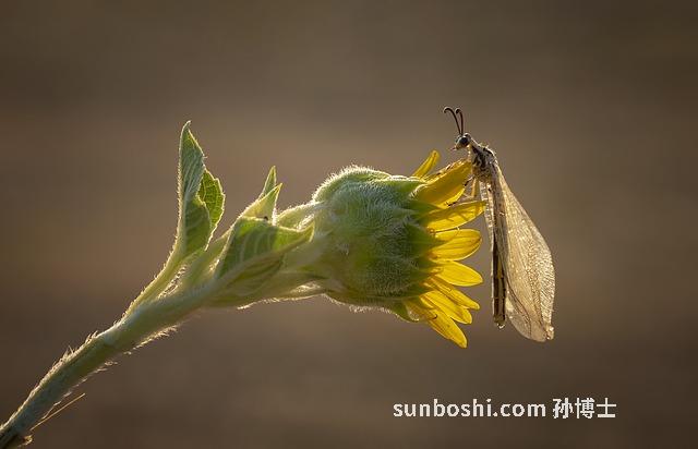 黑蟻王的功效與作用-非洲黑蟻王作用與功效-黑蟻王精油的作用與功效