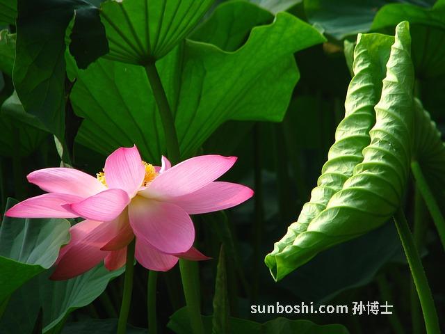 吉林參的功效與作用