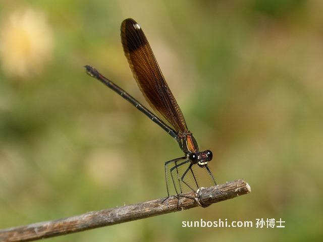 痔斷根片作用與功效