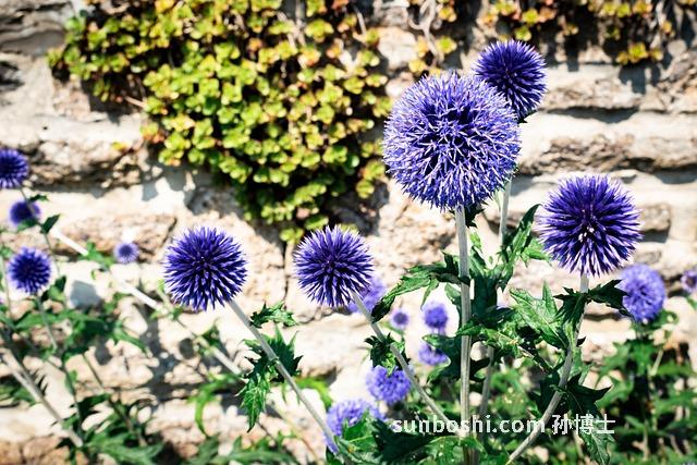 刺猬魚的功效與作用