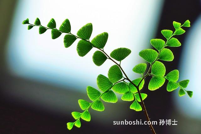 野生蕨菜的功效與作用