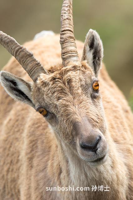 野生山羊角功效與作用