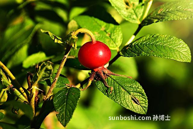 玫瑰綠茶的功效與作用-玫瑰綠茶姜的功效與作用