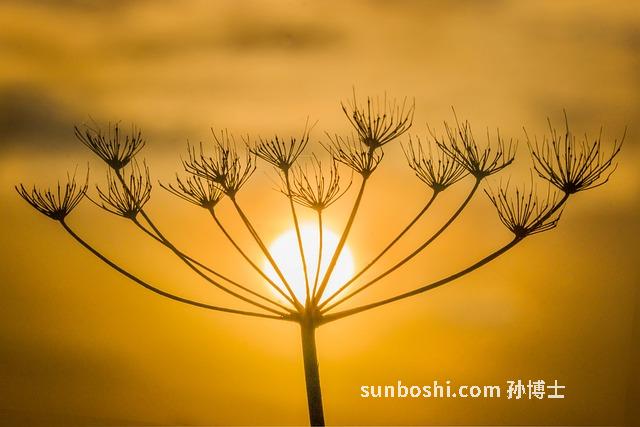 香菜頭的功效與作用