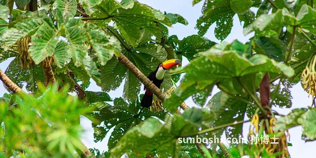 玩核桃的功效與作用-把玩核桃的功效與作用-把玩核桃健身功效與作用