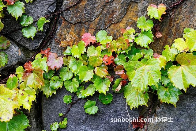 石壁藤的功效與作用