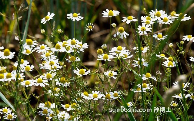 野甘菊的功效與作用