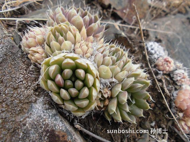 山白菜的功效與作用-舟山白菜的功效與作用