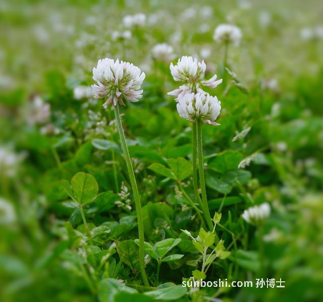 川黃芪的功效與作用