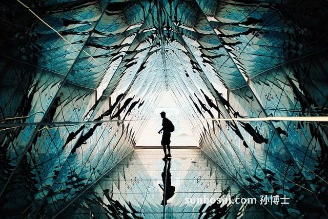 杭州白菊的功效與作用