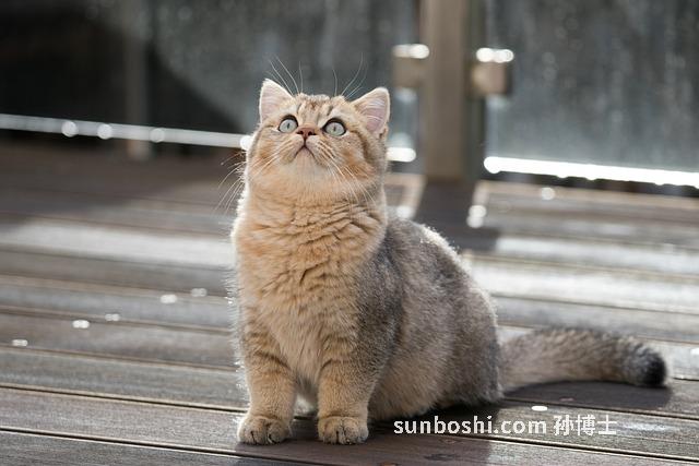 斑毛的功效與作用-斑毛蟲的功效與作用-斑毛膠囊的功效與作用
