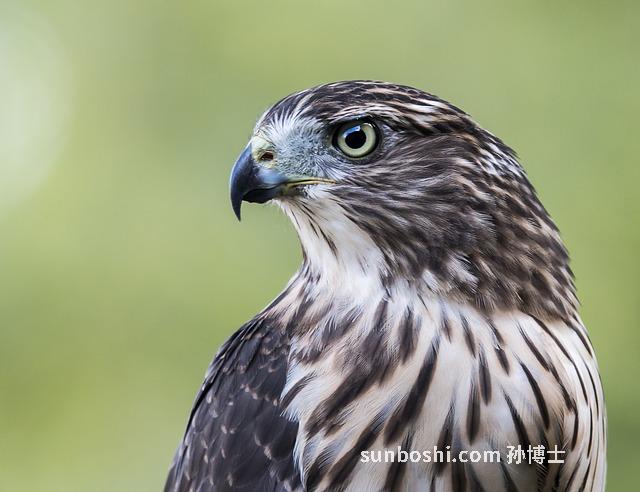 綠珀的功效與作用