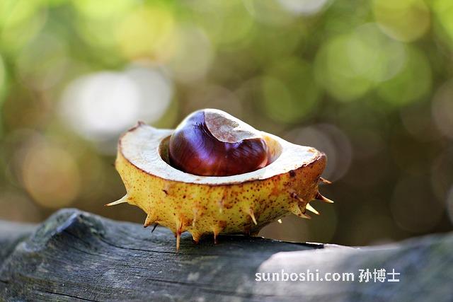 刺果子的作用與功效-刺果子泡酒的功效與作用-刺果子泡水功效與作用