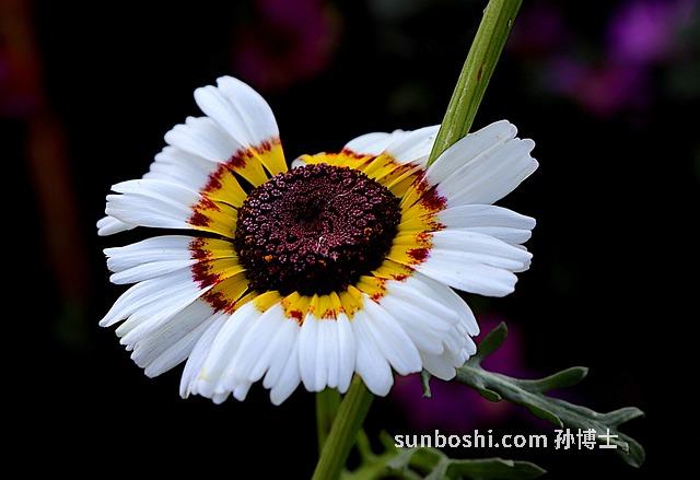 三菊花的功效與作用