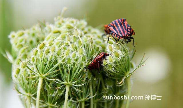 植物燕窩的功效與作用