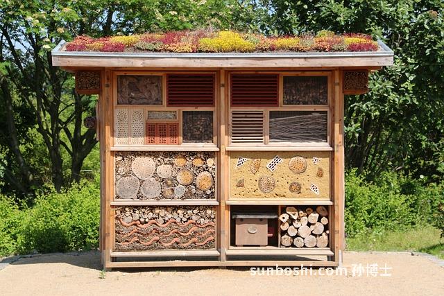 開口杏核的功效與作用