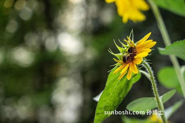 野向日葵的功效與作用