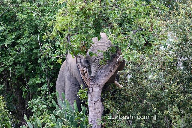 象皮樹的功效與作用