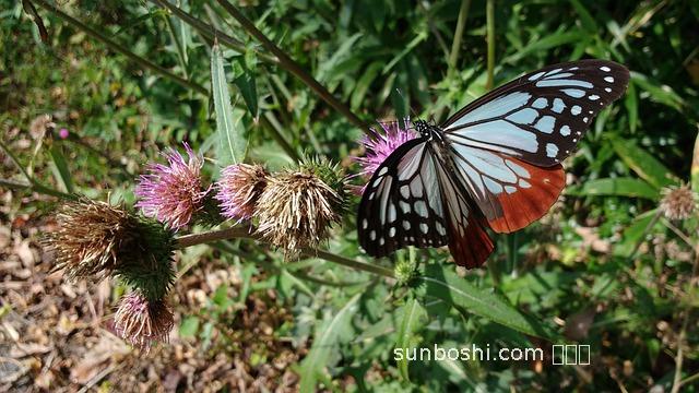 老虎乳的功效與作用-vt老虎乳液功效與作用