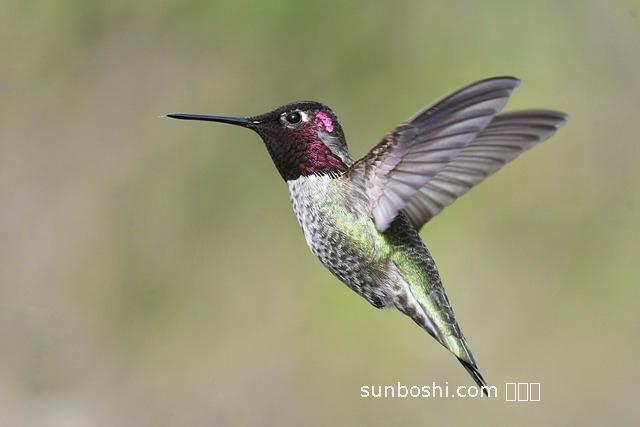 安娜皂的功效與作用