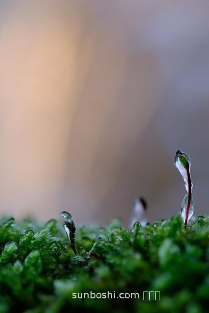 羅筍的功效與作用