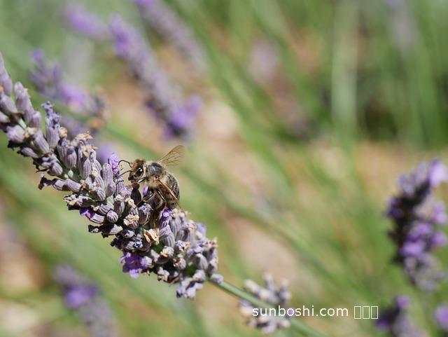 薰衣草蜂蜜的作用與功效