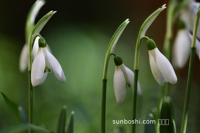 白花蓮的功效與作用-中藥白花蓮的功效與作用