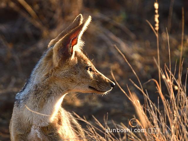 豺魚湯的功效與作用