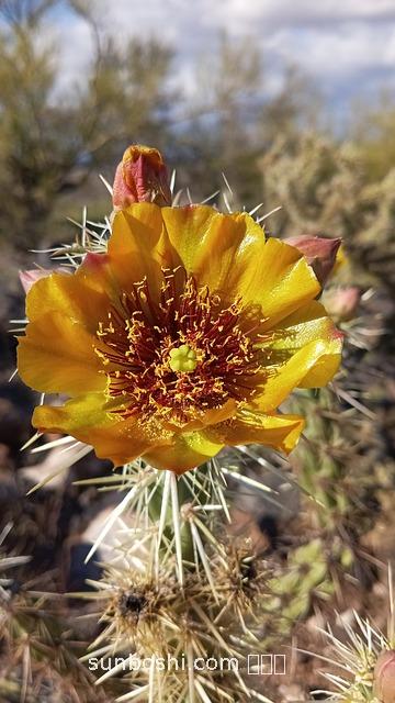 秋葵汁的功效與作用